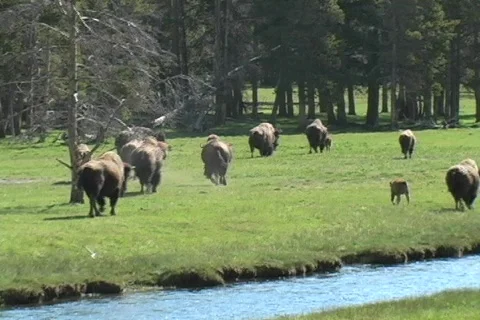 Buffalo roam Video stock 116173