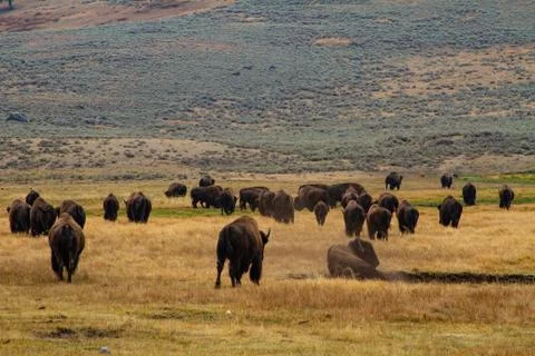 Buffalo Roaming Stock Photos