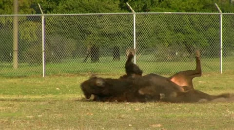 Buffalo Rolling In Sand Video stock 12239178