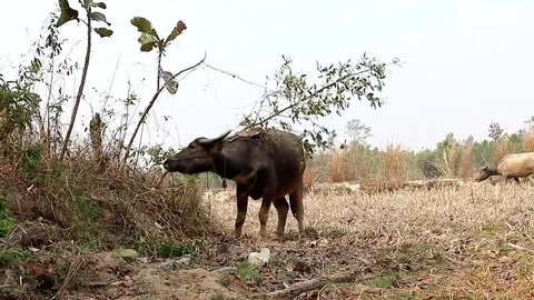 Buffalo rope was tied to a tree Stock Footage 74833741