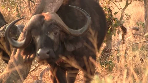 Buffalo rubbing against tree Stock Footage 8568726