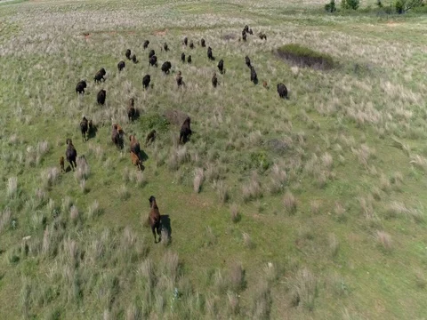 Buffalo Running Beautiful 動画素材 77555022