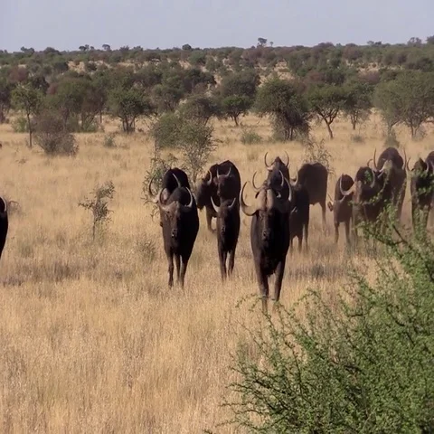 Buffalo Running at Camera Kimberly Video stock 69579429