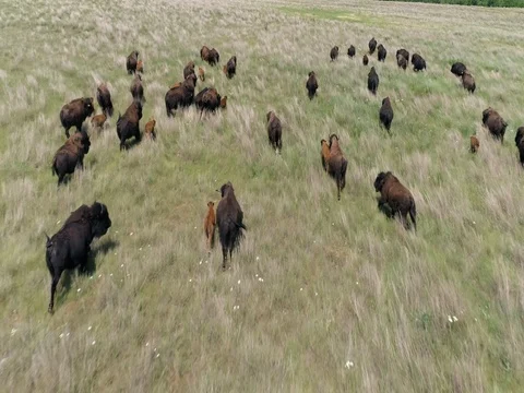 Buffalo running Stock Footage