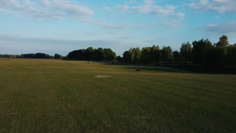 Buffalo running through green grass. adult and a young. copter flies around them Stockbeeldmateriaal 174045249