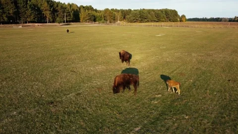 Buffalo running through green grass. adult and a young. copter flies around them Stock Footage 177201501