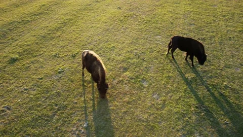 Buffalo running through green grass. adult and a young. copter flies around them Stockbeeldmateriaal 177217158