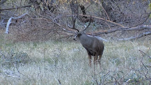 Buffalo in the Rut 1920 x1080 Stock Footage 117661825