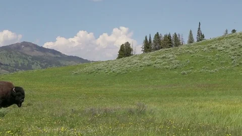 Buffalo in a Scenic Field Vídeo Stock 79514893