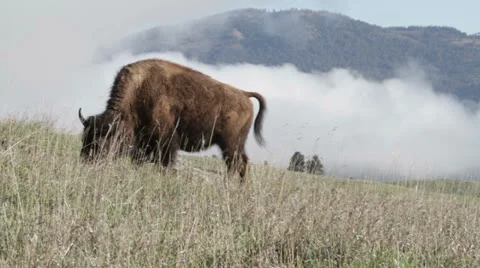 Buffalo on a Scenic Hill Stock Footage 25793865