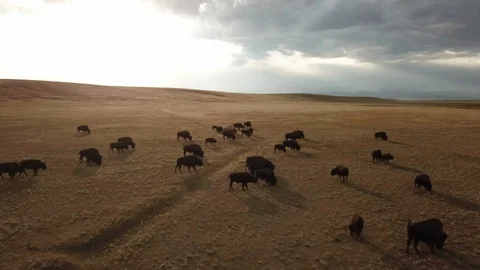 Buffalo in a setting sun Stock Footage 120756025