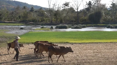 Buffalo Shepherd On Rice Field Stock Footage 106191809