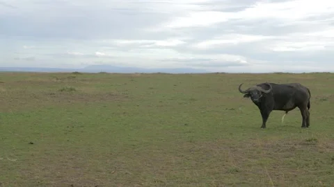 Buffalo on a short call Stock Footage 151333899