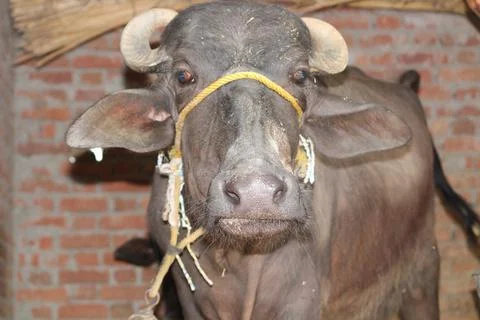 A buffalo shot using flash - Vet care concept. Foto stock