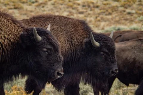 Buffalo Side by Side Stock Photos