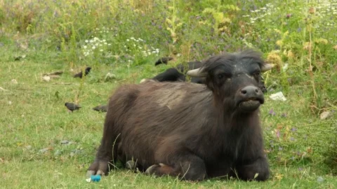 Buffalo sitting and resting Stock Footage 237746266