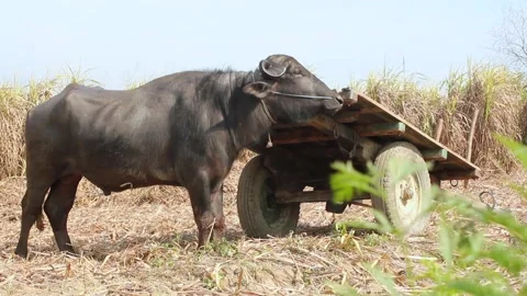 Buffalo sitting on the grass. 스톡 동영상 133585768