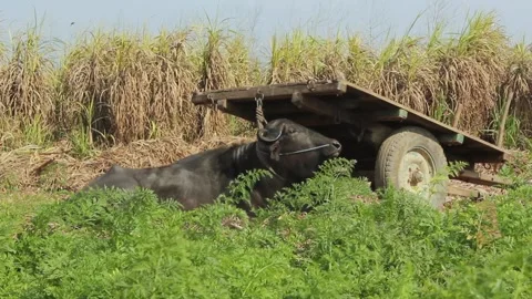 Buffalo sitting on the grass 스톡 동영상 133585805