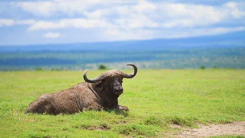 Buffalo sitting on open plain in Kenya Stock Footage 70701951