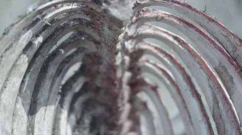 Buffalo Skeleton Focus Pull Stock Footage 55655520