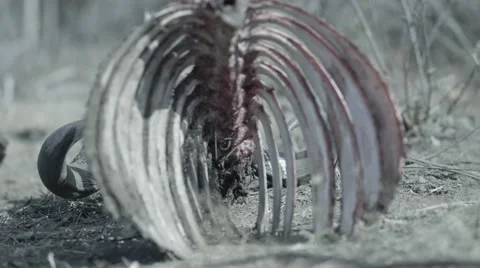 Buffalo Skeleton - Focus Pull Stock Footage 55659493