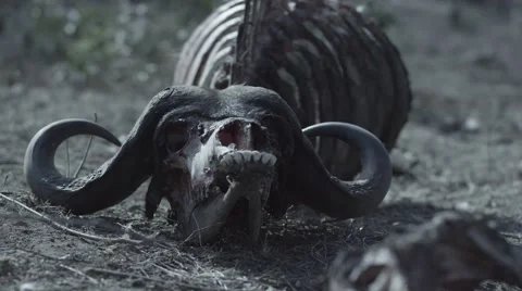Buffalo Skeleton - Focus Pull Stock Footage 55660115