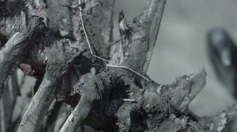 Buffalo Skeleton Pan Stock Footage 55656647