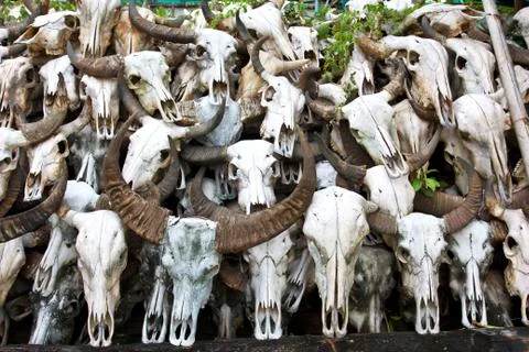 Buffalo skull 6 스톡 사진