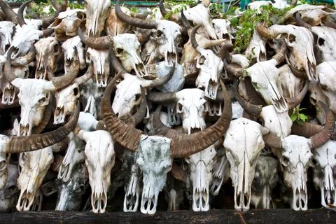Buffalo skull 7 Stock Photos