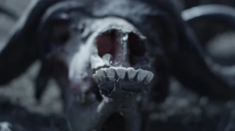 Buffalo Skull and Skeleton - Focus Pull Stock-Footage 55657361