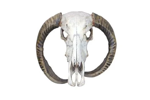 Buffalo skull bones on isolated Foto stock