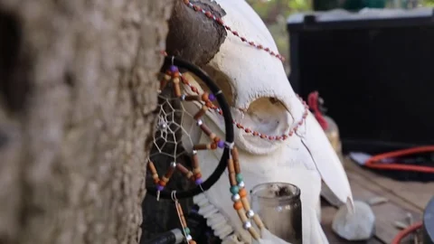 Buffalo skull Stock Footage 74793485