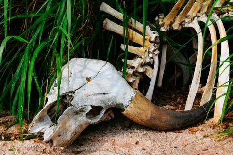 Buffalo skull in grass Stock Photos