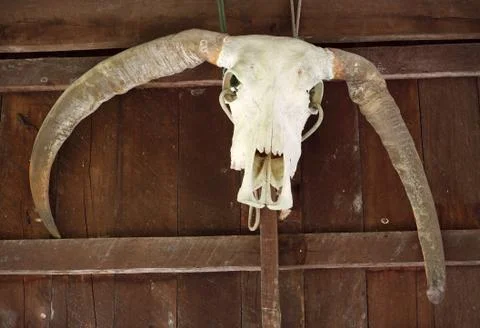 Buffalo skull hanging from the side of a barn. Stock Photos