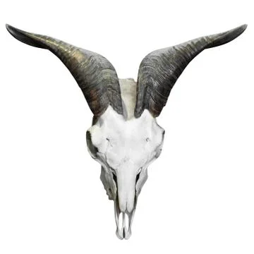 Buffalo skull isolated Stock Photos