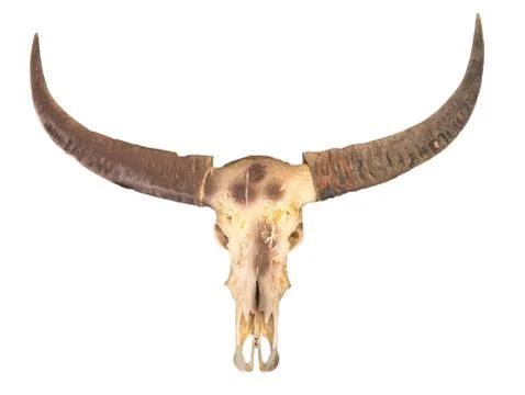 Buffalo skull Stock Photos