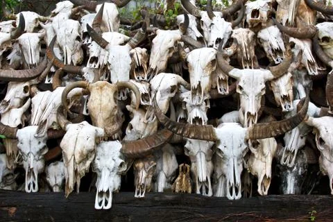 Buffalo skull 스톡 사진