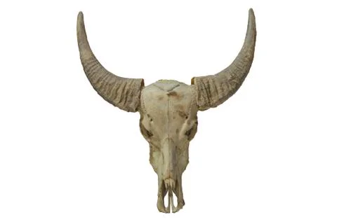 Buffalo skull Stock Photos