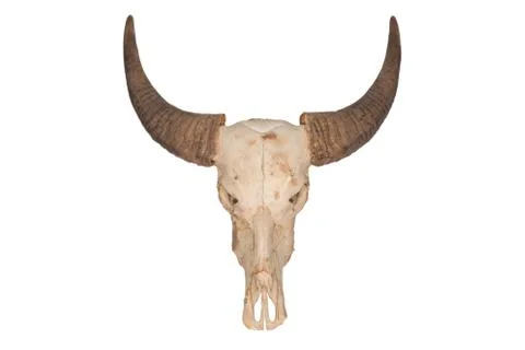 Buffalo skull Stock Photos