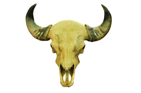 Buffalo skull Fotos Stock