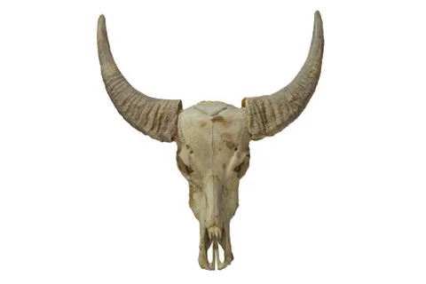 Buffalo skull Stock Photos