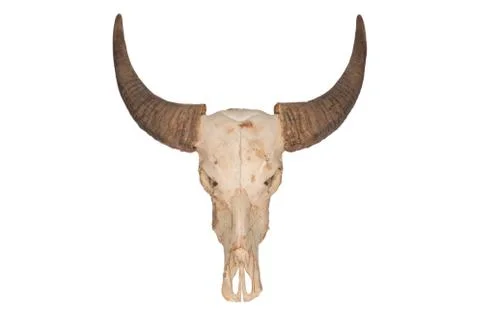 Buffalo skull Stock Photos