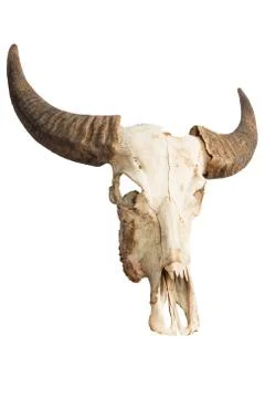 Buffalo skull Stock Photos