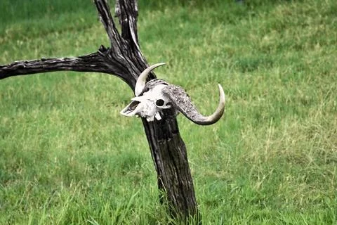 Buffalo skull Stock Photos