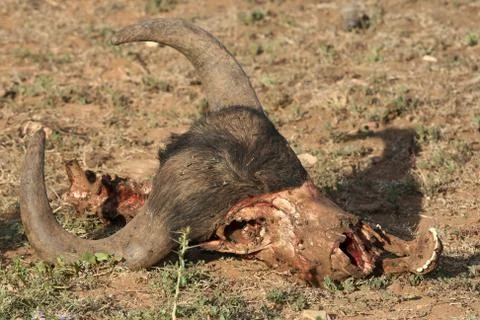 Buffalo Skull Stock Photos