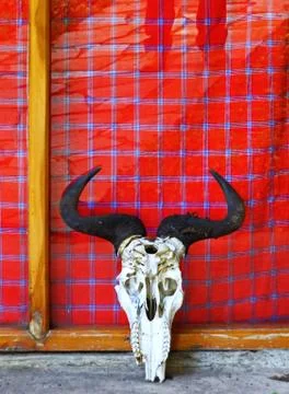 Buffalo Skull Stock Photos