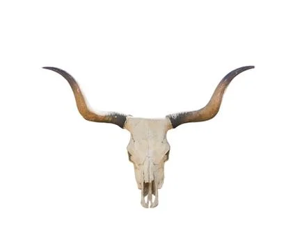 Buffalo skull on white Stock Photos