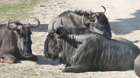 Buffalo sleeping and eating Stock Footage