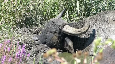 Buffalo sleeping peacefully in the afternoon Stock Footage 66420077