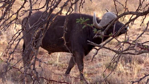 Buffalo Snorts &amp; Turns Video stock 69871967